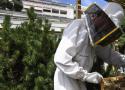 Des ruches en ville, une fausse bonne idée pour la biodiversité? - rts.ch - Environnement